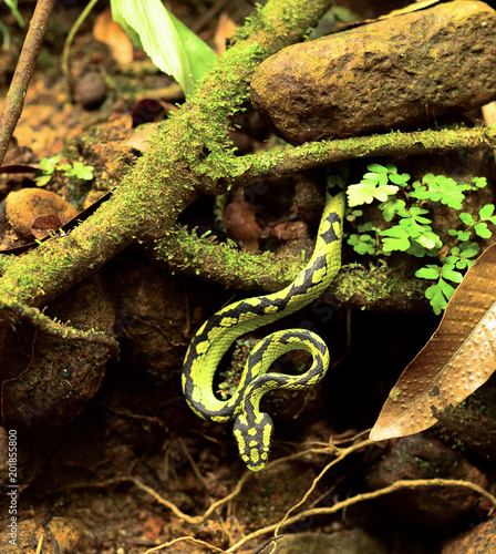 Sri Lankan Green Pit Viper
