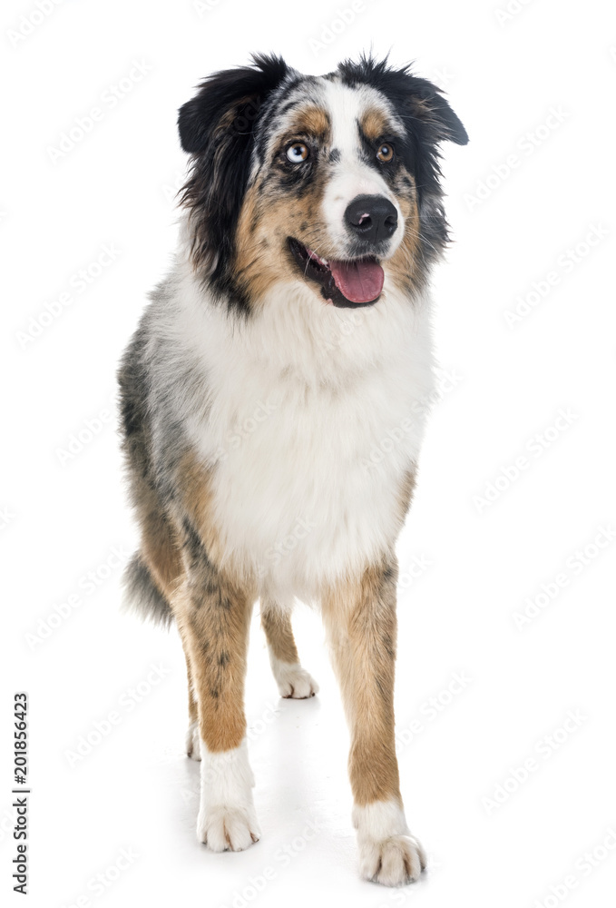 australian shepherd in studio