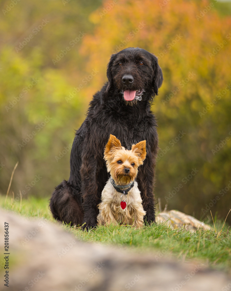 Fototapeta premium Two dogs posing together.