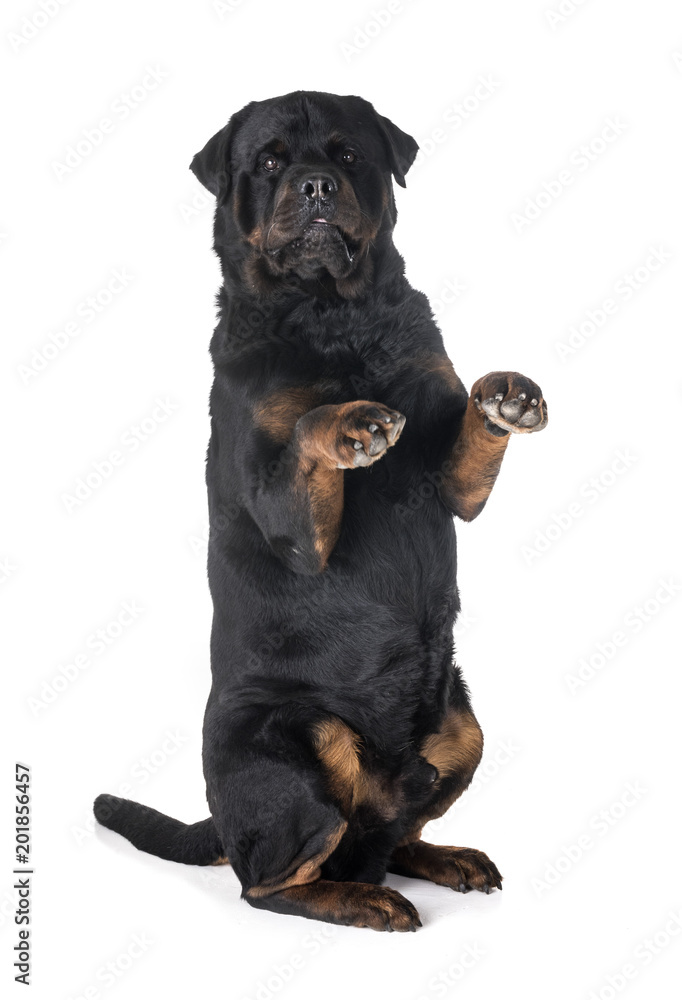 Obraz premium rottweiler in studio