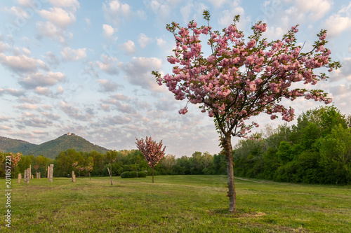Photography Blooming cherry trees in Japanese park on a sunny morning in spring