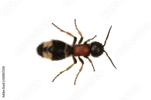 Parasitoid wasp (Mutilla europaea) on a white background