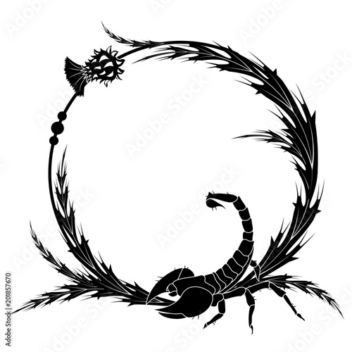 thistle and scorpion