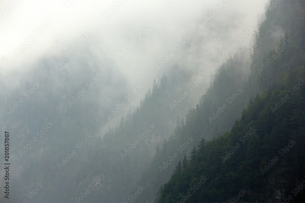 Fototapeta premium Foggy forest Alps