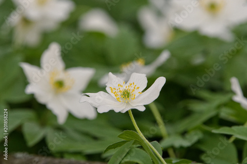 Fototapeta Naklejka Na Ścianę i Meble -  anemone (Anemone nemorosa) in a nature