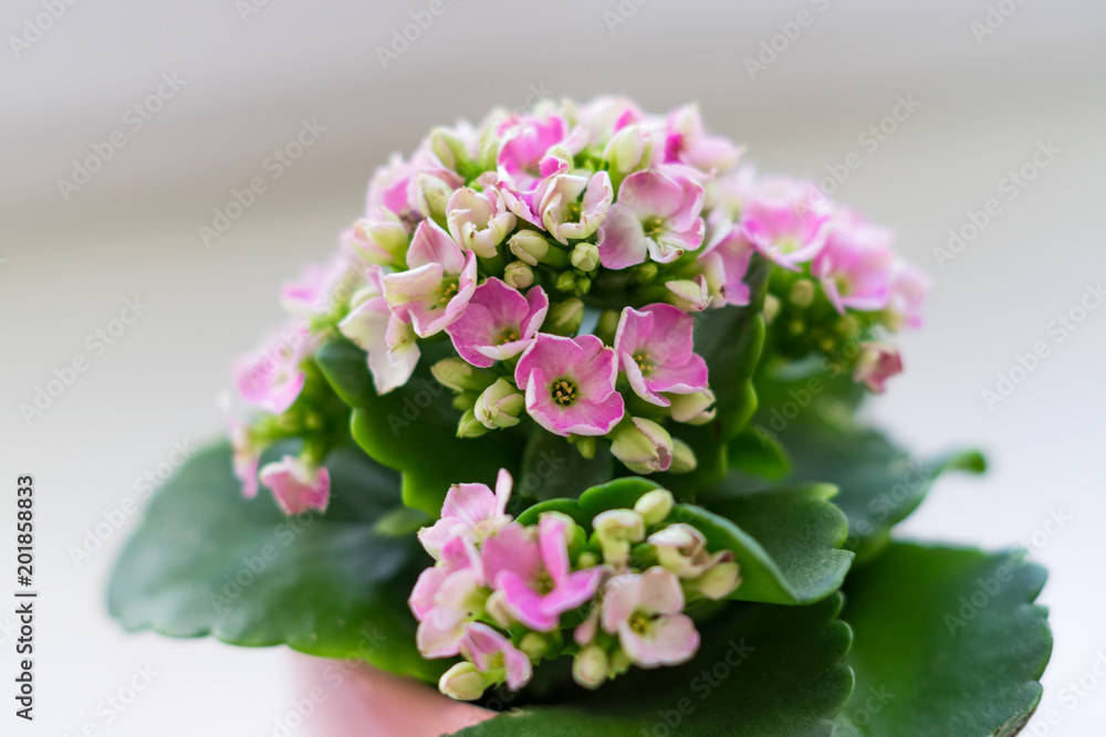 blooming calanchoe on white background, soft focus blooming calanchoe on white background, soft focus