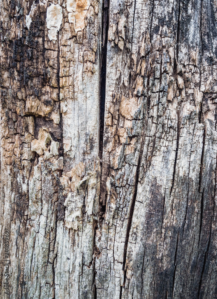 Close Up Old Wood Texture. Cracked dead old tree background vertical image. Close Up Old Wood Texture. Cracked dead old tree background vertical image.
