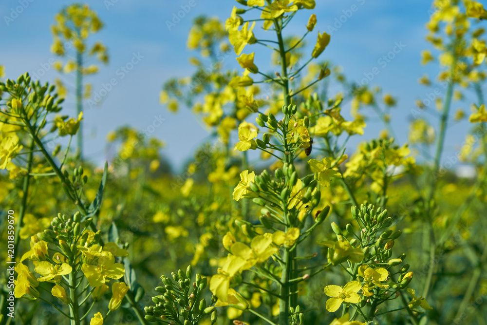 Natur Frühling 2018 Rapps Feld Natur Frühling 2018 Rapps Feld
