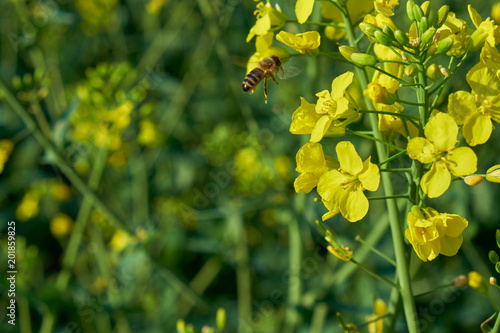 Natur Frühling 2018 Rapps Feld