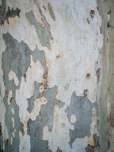 Platanus tree bark background close up. Plane tree bark texture