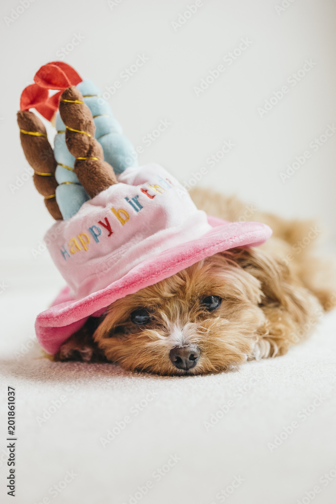 How To Put A Party Hat On A Dog