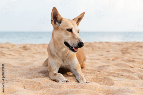 Red dog on the ocean beach in Sri Lanka. Close up portrait of animal.