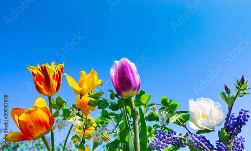 Fototapeta Naklejka Na Ścianę i Meble -  Colorful tulips, Grape hyacinths and gold florets, blue sky