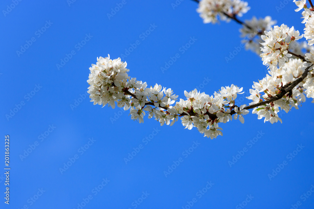 Cherry blossom branch on blue sky background Cherry blossom branch on blue sky background