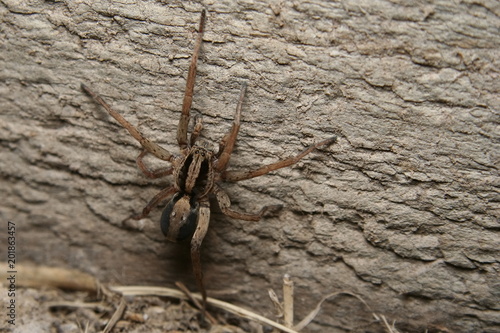 Wolf Spider - Lycosa sp.
