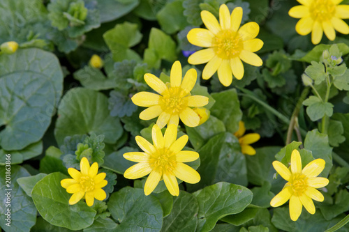 Spring flower lesser celandine (Ficaria verna) in a nature