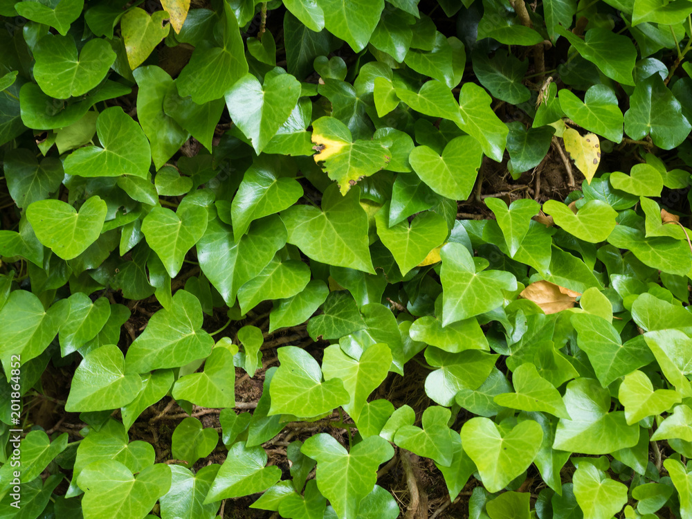 Green Ivy Background. Nature floral background. Creeping bush Hedera Green Ivy Background. Nature floral background. Creeping bush Hedera
