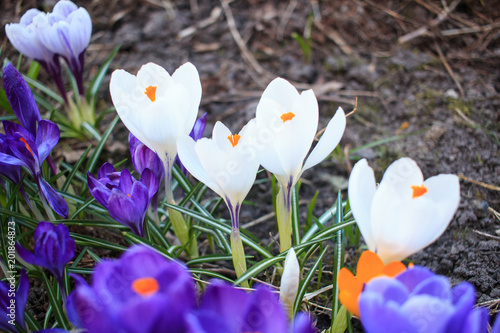 Fototapeta Naklejka Na Ścianę i Meble -  Крокусы белые