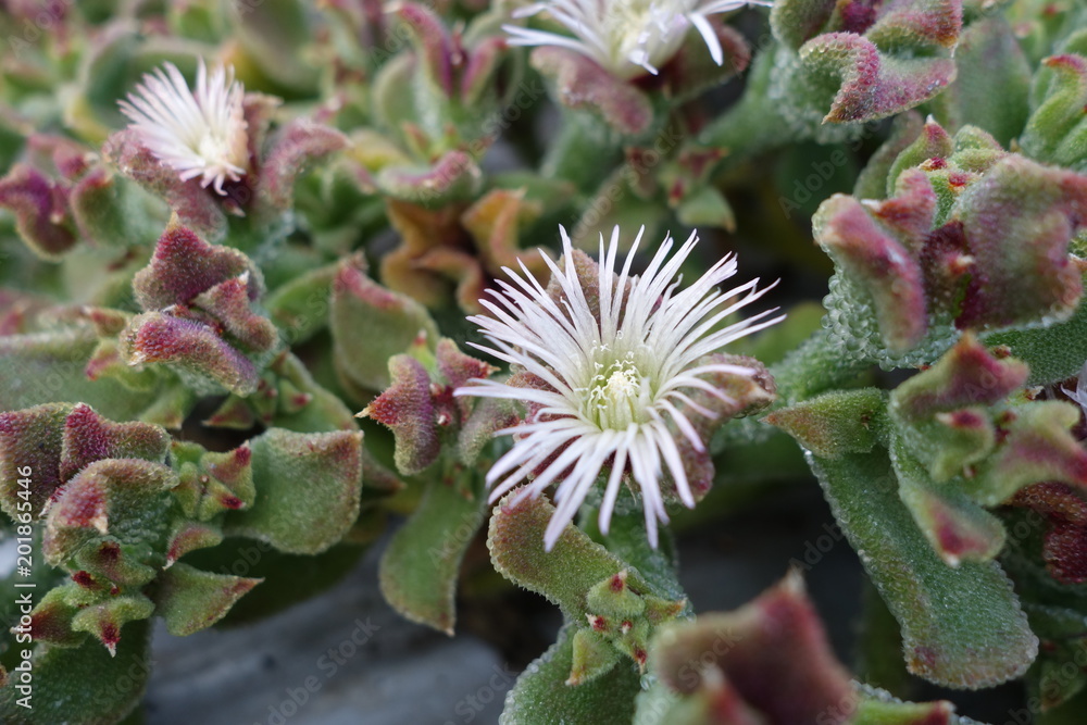 アイスプラントの花 Stock Photo Adobe Stock アイスプラントの花 Stock Photo Adobe Stock