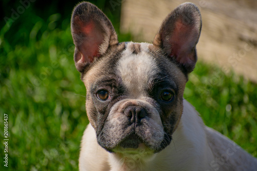 Frenchie © Michelle