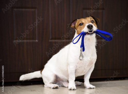 Fototapeta Naklejka Na Ścianę i Meble -  Dog behind door waiting and welcoming home its owner with leash in mouth 