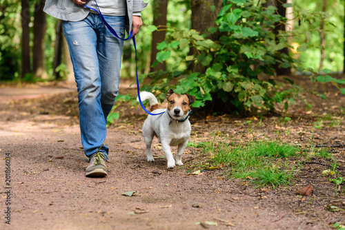 Man and dog on loose leash hiking at forest by footpath
