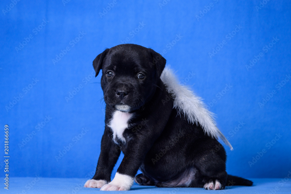 Black puppy with white wings on blue background.