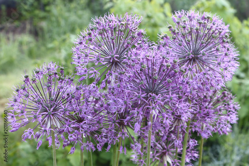 Decorative onions blooming in the garden in summer