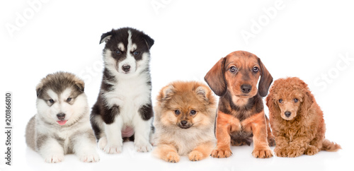 large group of dogs. isolated on white background