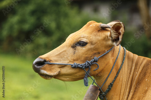 Brown cow grazing in a meadow