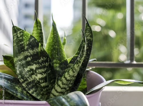 Sansevieria trifasciata or Snake plant in pot at terrace condominium photo