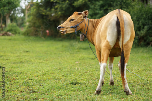 Brown cow grazing in a meadow