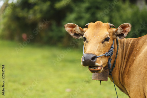 Brown cow grazing in a meadow
