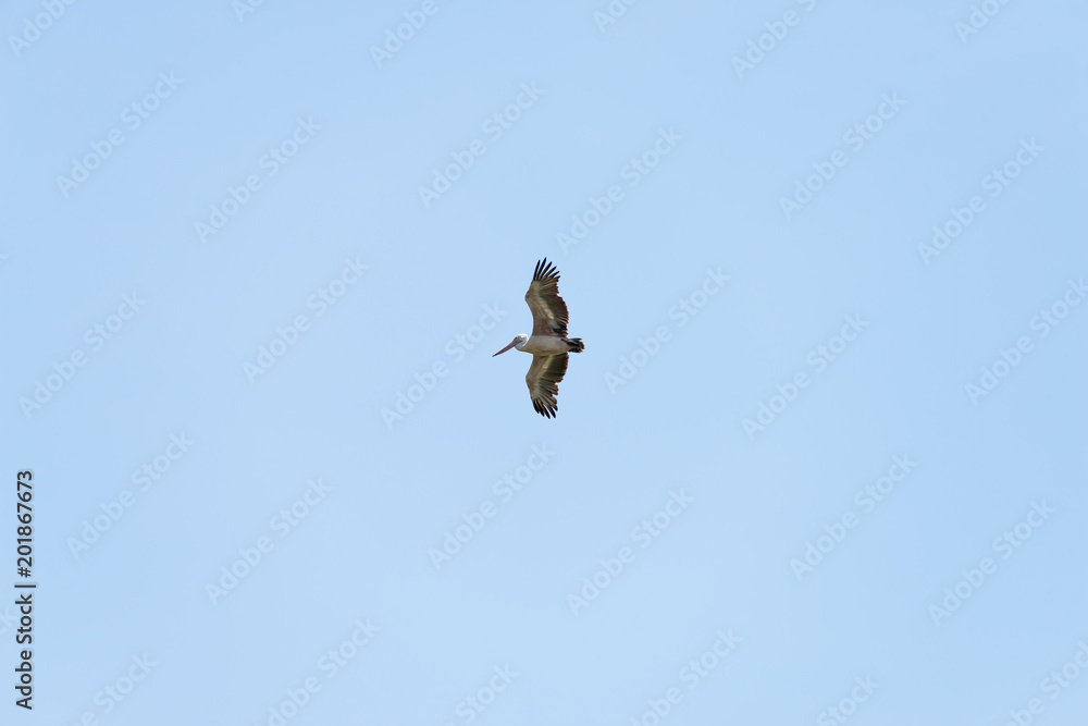 Flying spot billed pelican or grey pelican in Thailand Flying spot billed pelican or grey pelican in Thailand
