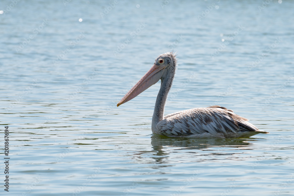 spot billed pelican or grey pelican in Thailand spot billed pelican or grey pelican in Thailand