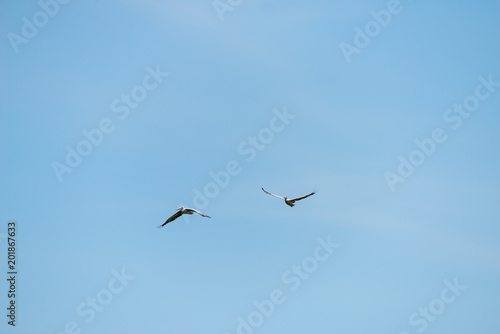 Flying spot billed pelican or grey pelican in Thailand