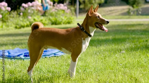 Close-up shot of beautiful basenji dog standing on green lawn in summer park. 4K photo