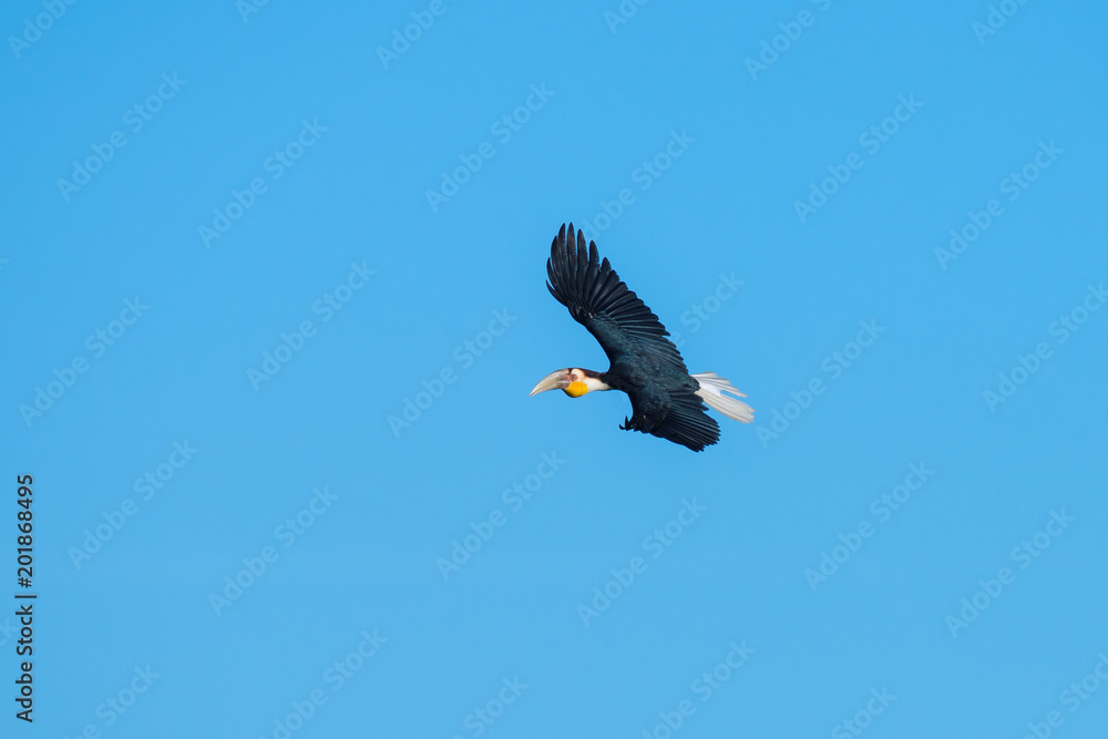 Obraz premium Wreathed hornbill at Khao Yai national park, THAILAND