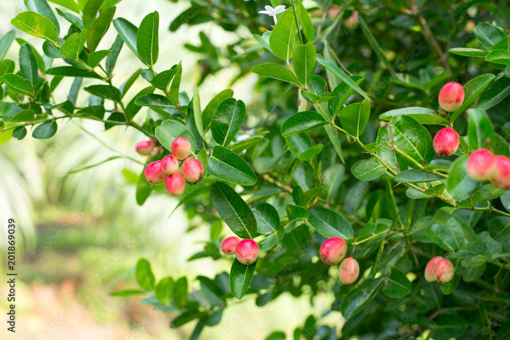 Carissa carandas Linn, Carandas-plum, fruits and herbs. Carissa carandas Linn, Carandas-plum, fruits and herbs.