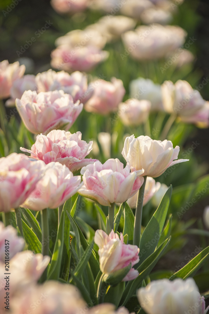 Fototapeta premium Tulpen