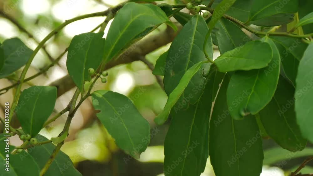 Leaves of ilex paraguariensis tree, known as yerba mate, in the botanical garden of Buenos Aires. Leaves of ilex paraguariensis tree, known as yerba mate, in the botanical garden of Buenos Aires.