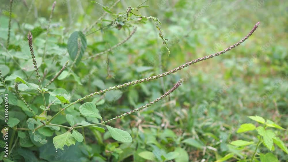 Achyranthes aspera Linn. Amaranthaceae. Achyranthes aspera Linn. Amaranthaceae.