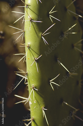 a cactus leaf with sharp spines
