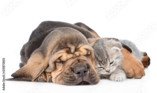 Sleeping bloodhound puppy embracing kitten. isolated on white background