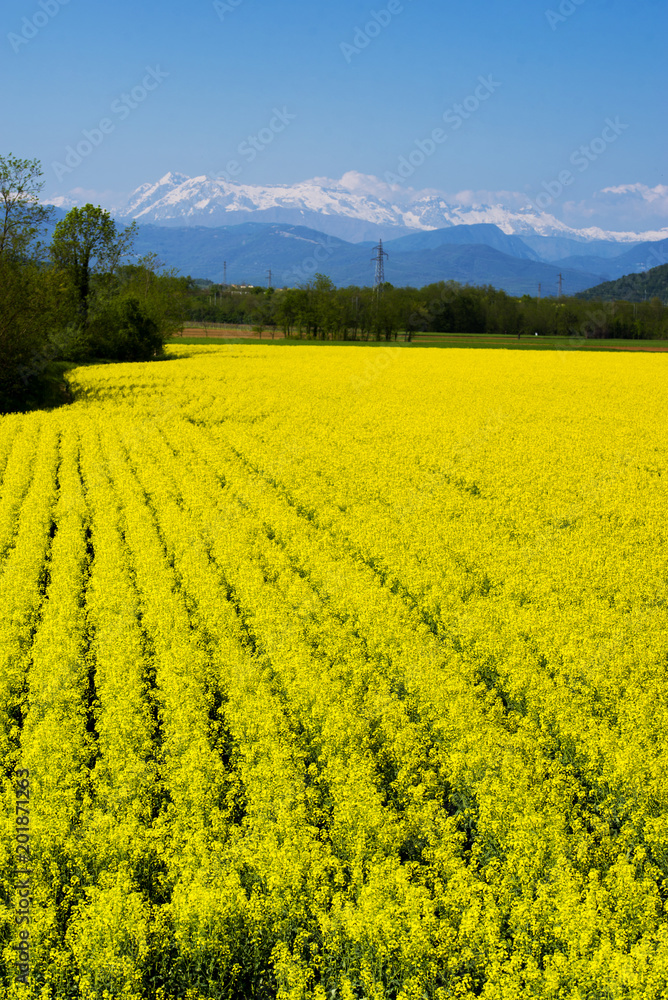 Fototapeta Żółty kwiat rzepaku pola i ośnieżone góry w tle. Włochy, region Friuli-Venezia Giulia