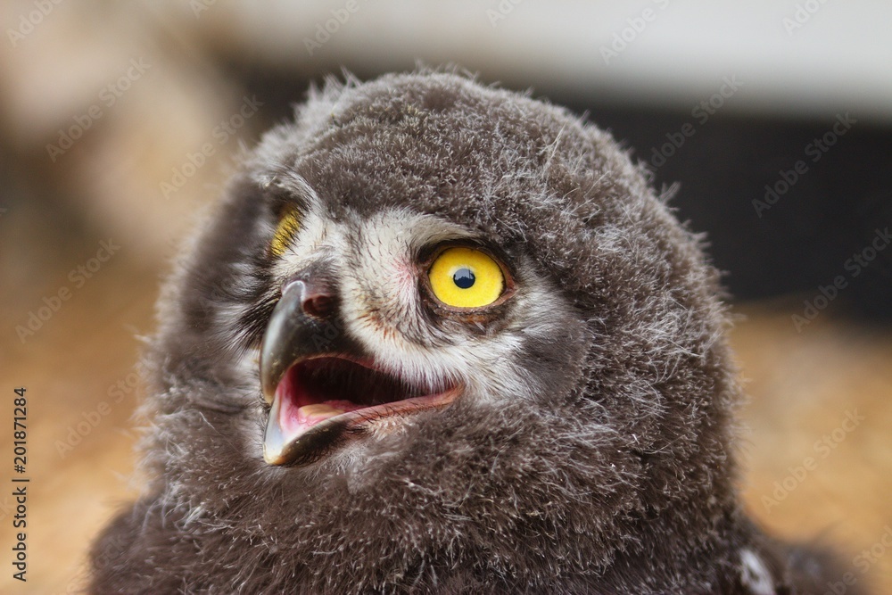 Young owl Young owl