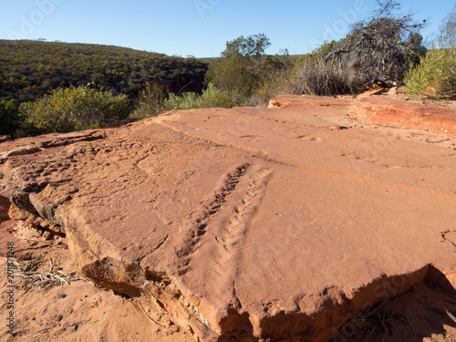 Ancient eurypterid tracks from 400 million years ago, Kalbarri National Park, Western Australia photo