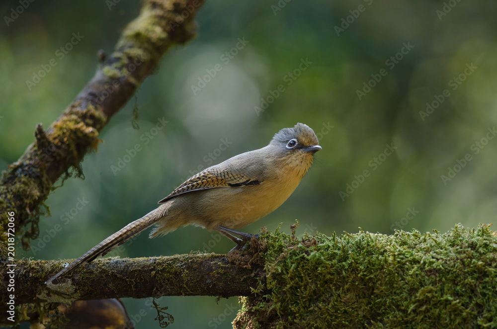 Fototapeta premium Spectacled Barwing (Actinodura ramsayi) bird