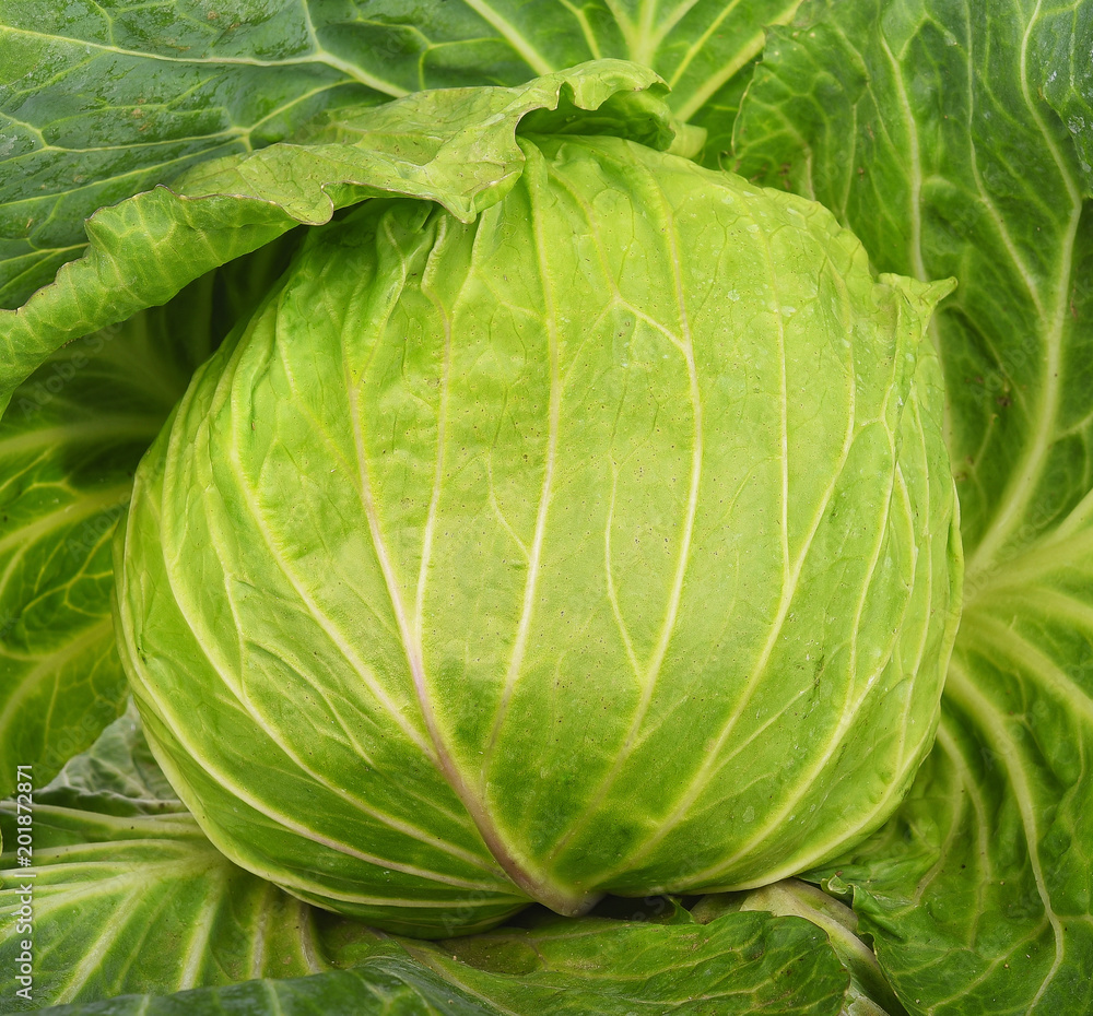 Fototapeta premium Background with big fresh cabbage closeup