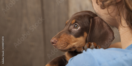 dog puppy breed dachshund on the shoulder of a boy, a teenager and his pet © Chepko Danil